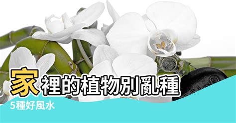 三爪金龍風水|家裡的植物別亂種！命理師湯鎮瑋曝5大植栽風水禁忌…